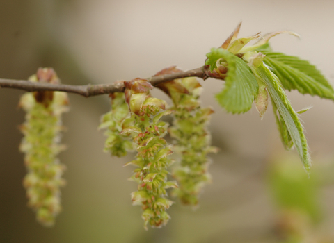 Common Hornbeam