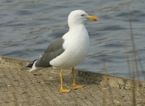 Lesser Black-backed Gull