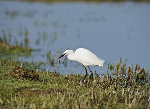 Little Egret