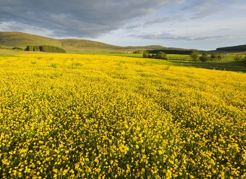 Creeping Buttercup