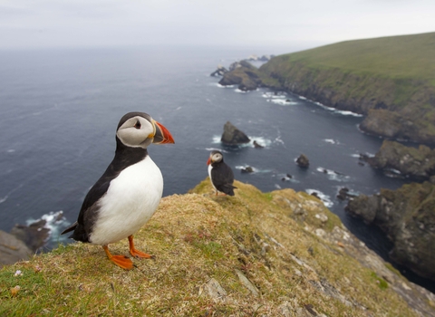 Puffins on cliff