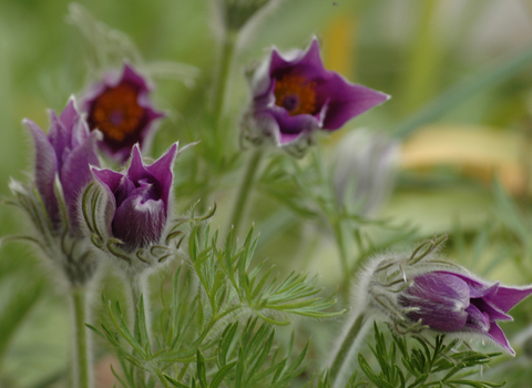 Pasqueflower