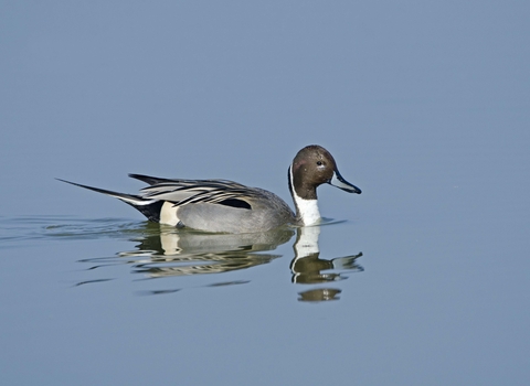 A drake pintail swimming across a glassy lake, leaving ripples in its wake