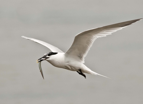 Sandwich Tern