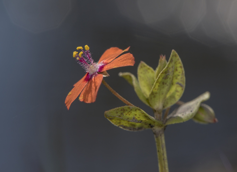 Scarlet Pimpernel