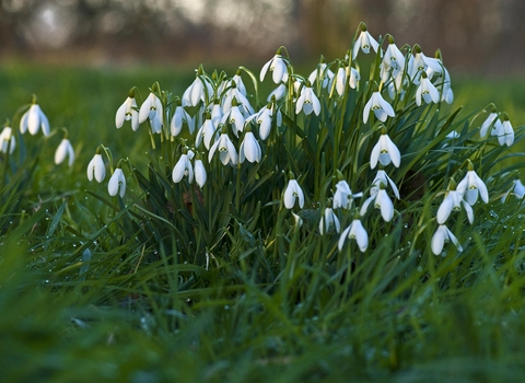 Snowdrops