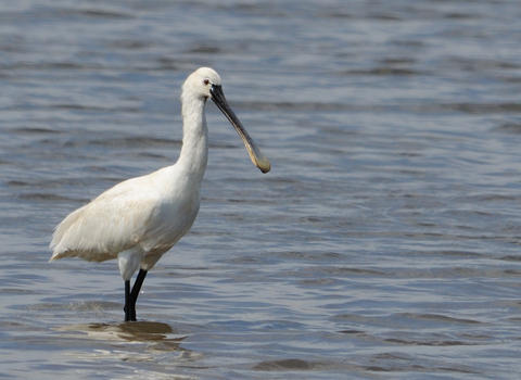 European Spoonbill