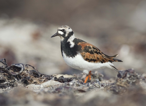 Turnstone