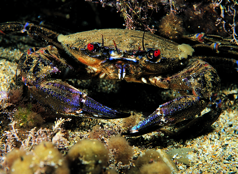 Velvet Swimming Crab