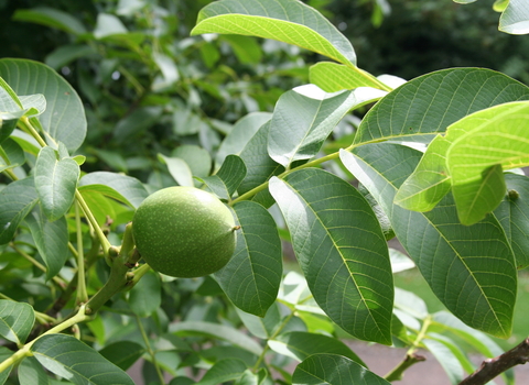 Common Walnut