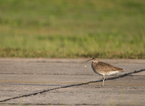 Whimbrel