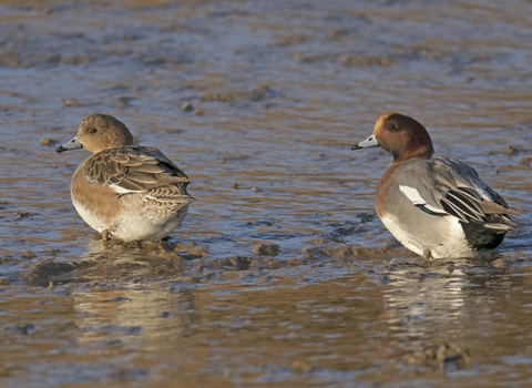 A pair of wigeon stand on a muddy shore