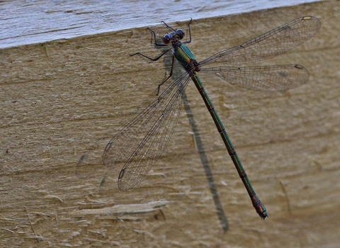 Willow Emerald Damselfly