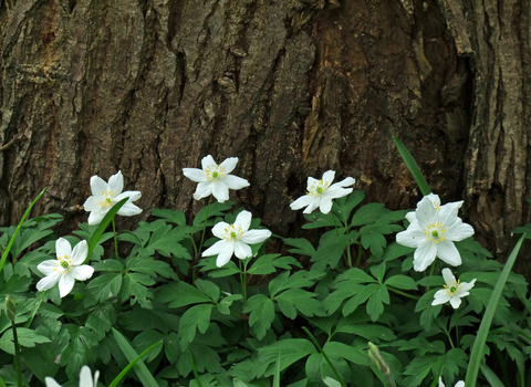 Wood Anemone