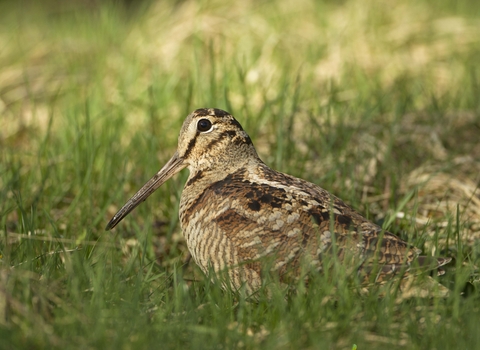 Woodcock