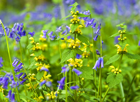 Yellow Archangel