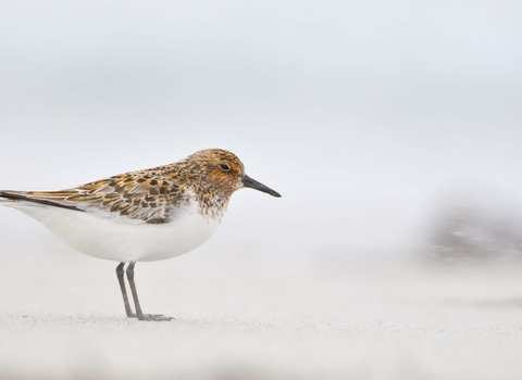 Sanderling