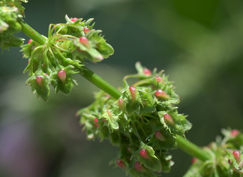 Broad-leaved Dock