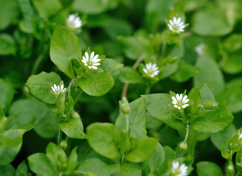 Common Chickweed