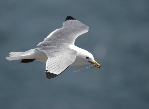 Kittiwake