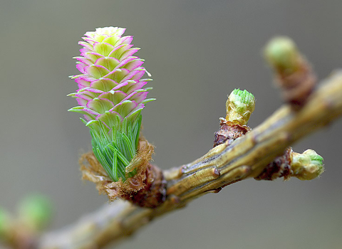 European Larch