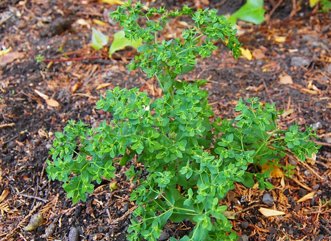 Petty Spurge