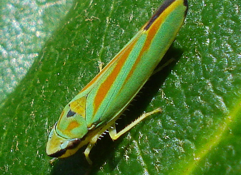 Rhododendron Leafhopper