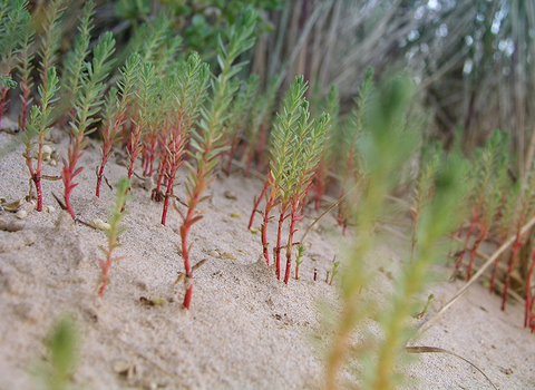 Sea Spurge