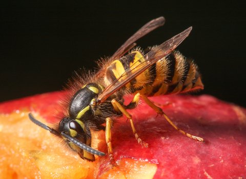 Common Wasp