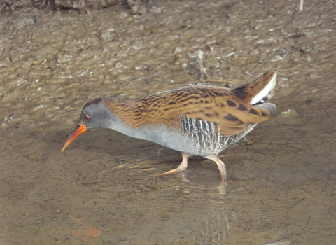 Water Rail