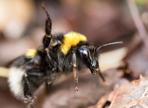 Garden Bumblebee