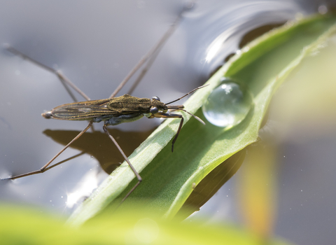 Common Pond Skater