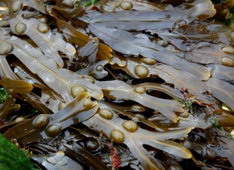 Bladder wrack