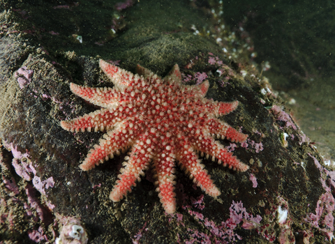 Common Sunstar