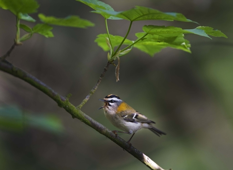 Firecrest