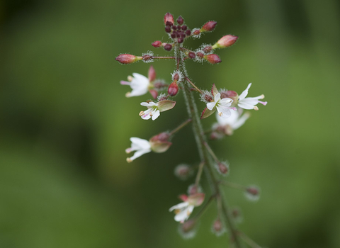 Enchanter's nightshade