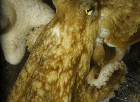 Common octopus