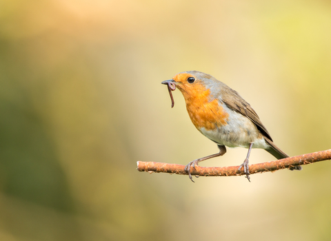 Robin and worm