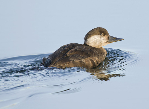 Common scoter female