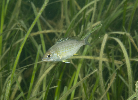 Black sea bream