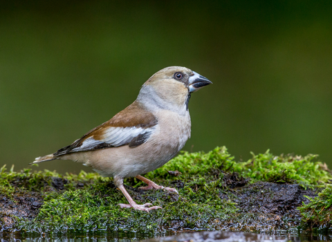 Hawfinch