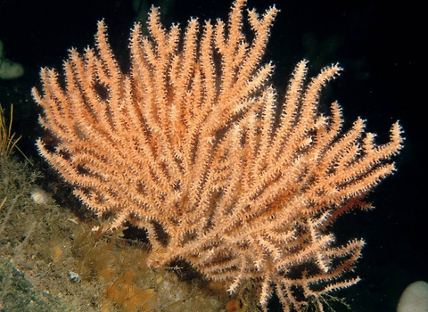 Pink sea fan