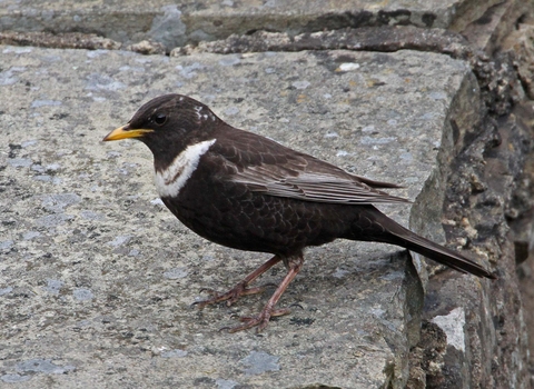 Ring ouzel