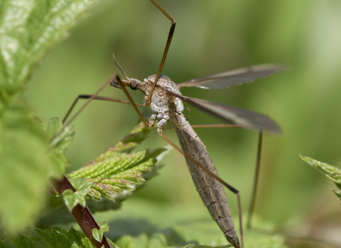 Crane fly (Tipula luna)