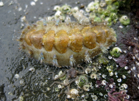 Chiton (Acanthochitona crinita)