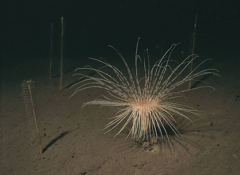 Fireworks anemone