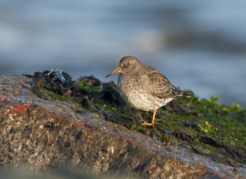 Purple sandpiper