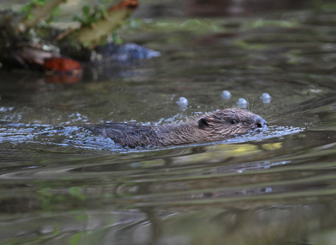 Beaver swimming