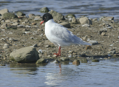 Mediterranean gull