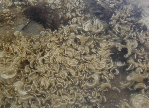 Peacock's tail seaweed